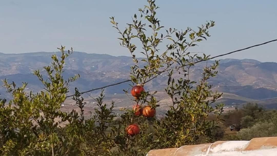 Casa Shyshka Country Cottage Periana Dış mekan fotoğraf
