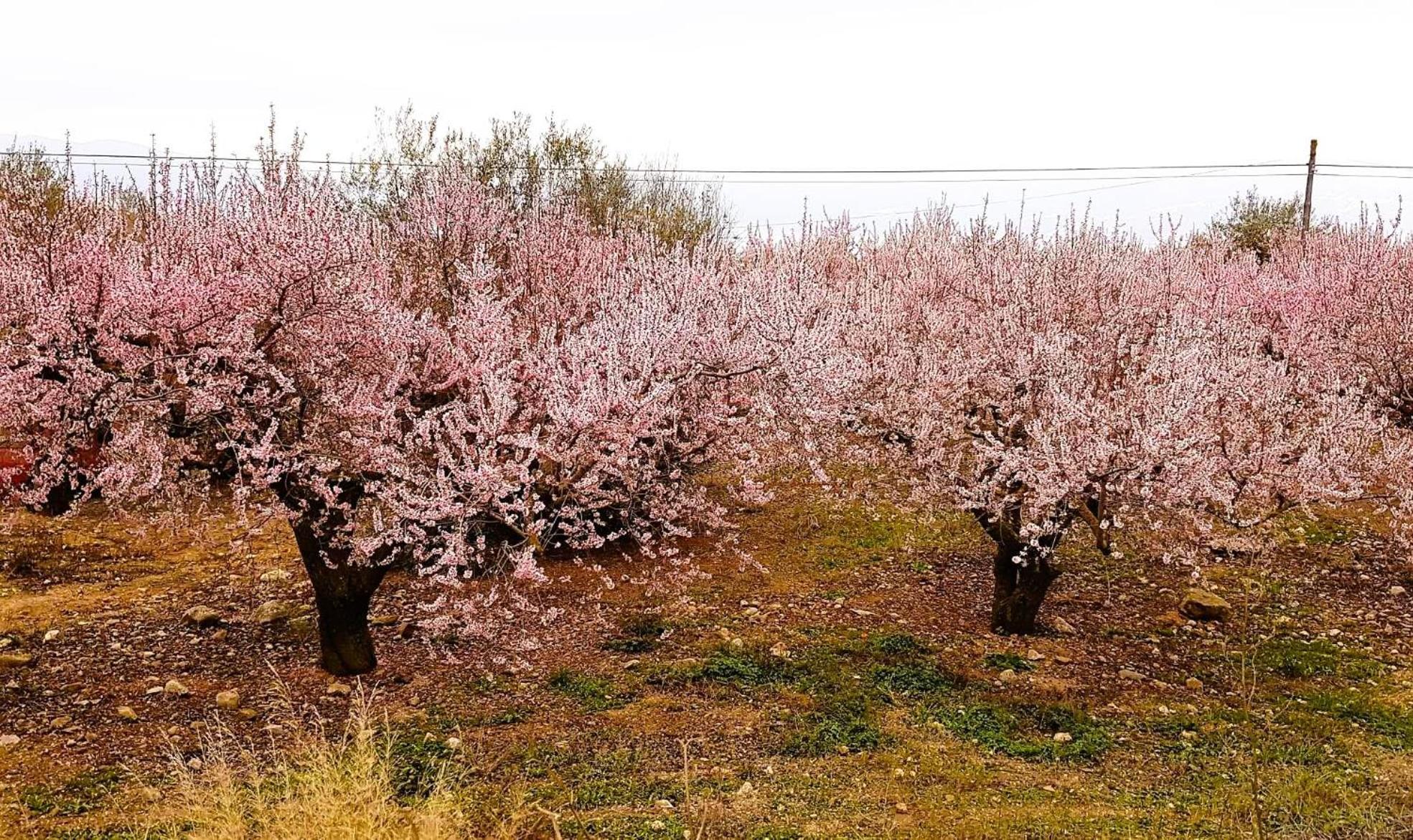 Casa Shyshka Country Cottage Periana Dış mekan fotoğraf