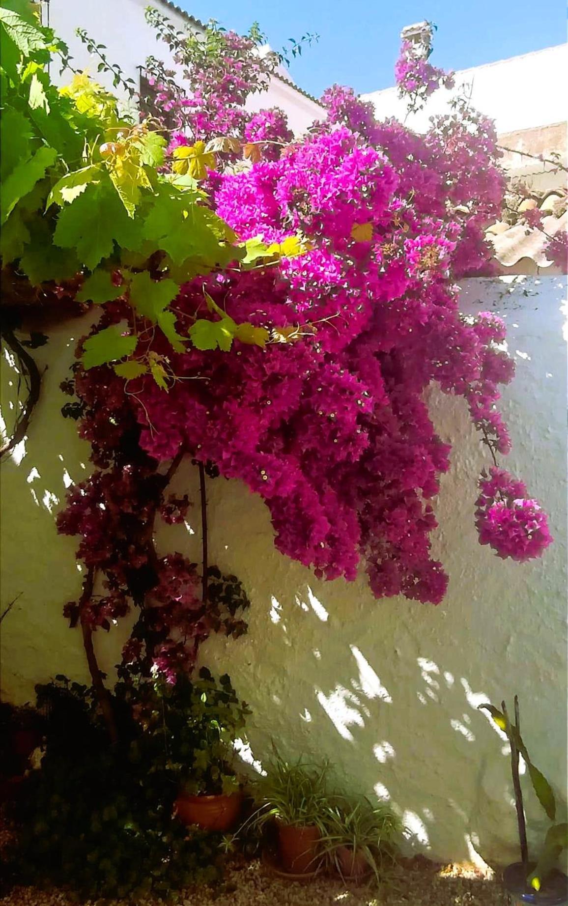 Casa Shyshka Country Cottage Periana Dış mekan fotoğraf