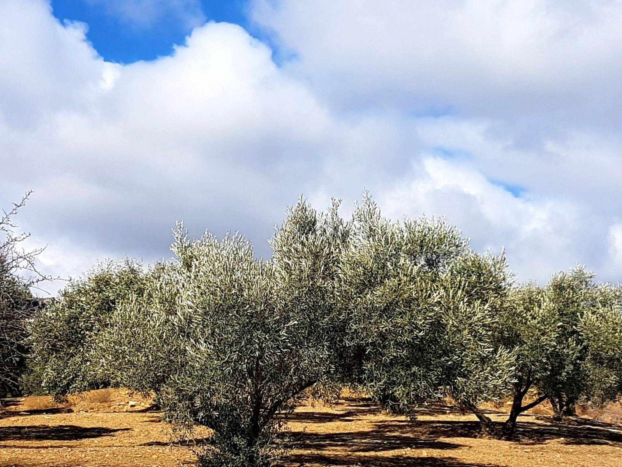 Casa Shyshka Country Cottage Periana Dış mekan fotoğraf
