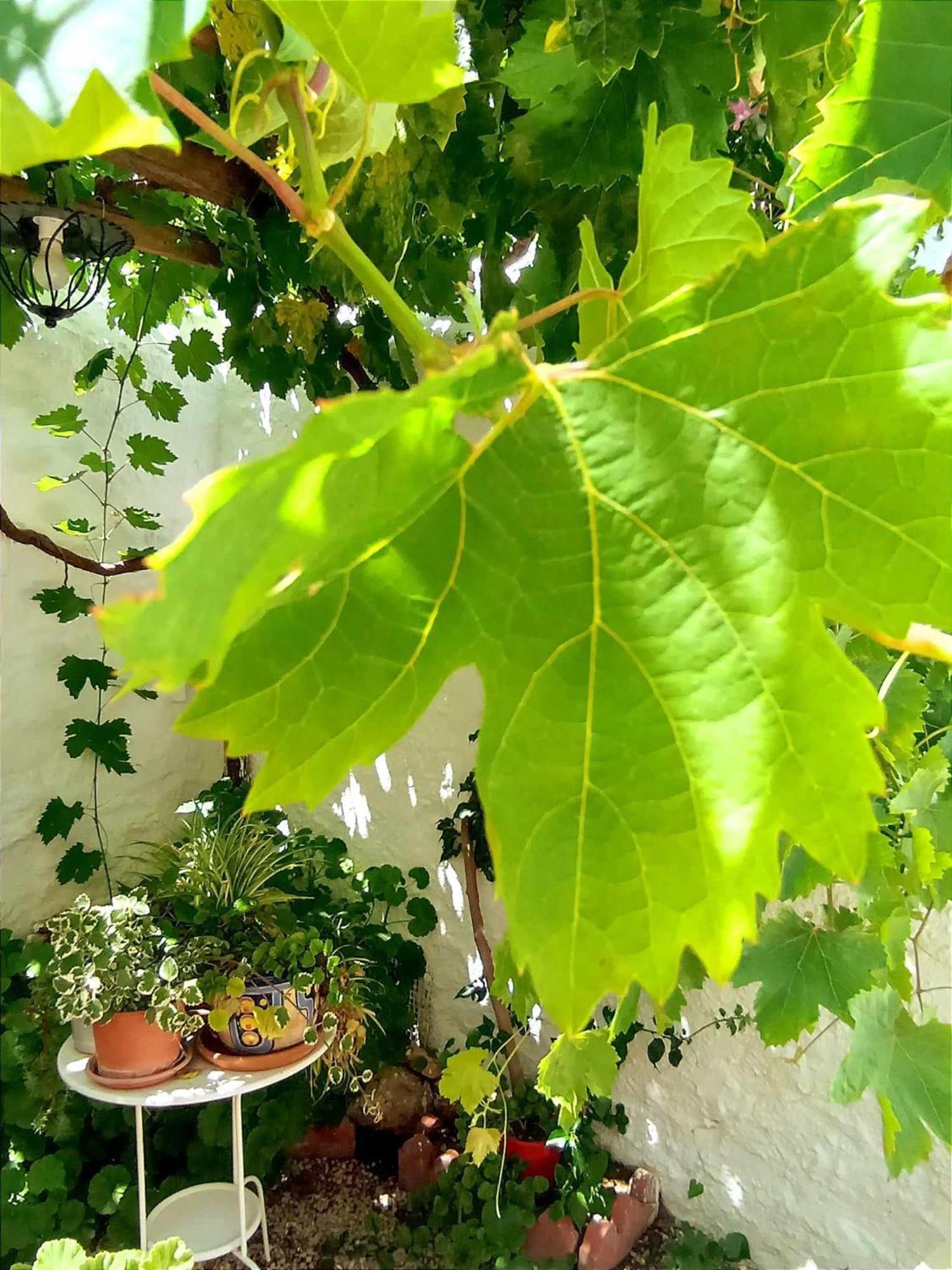 Casa Shyshka Country Cottage Periana Dış mekan fotoğraf